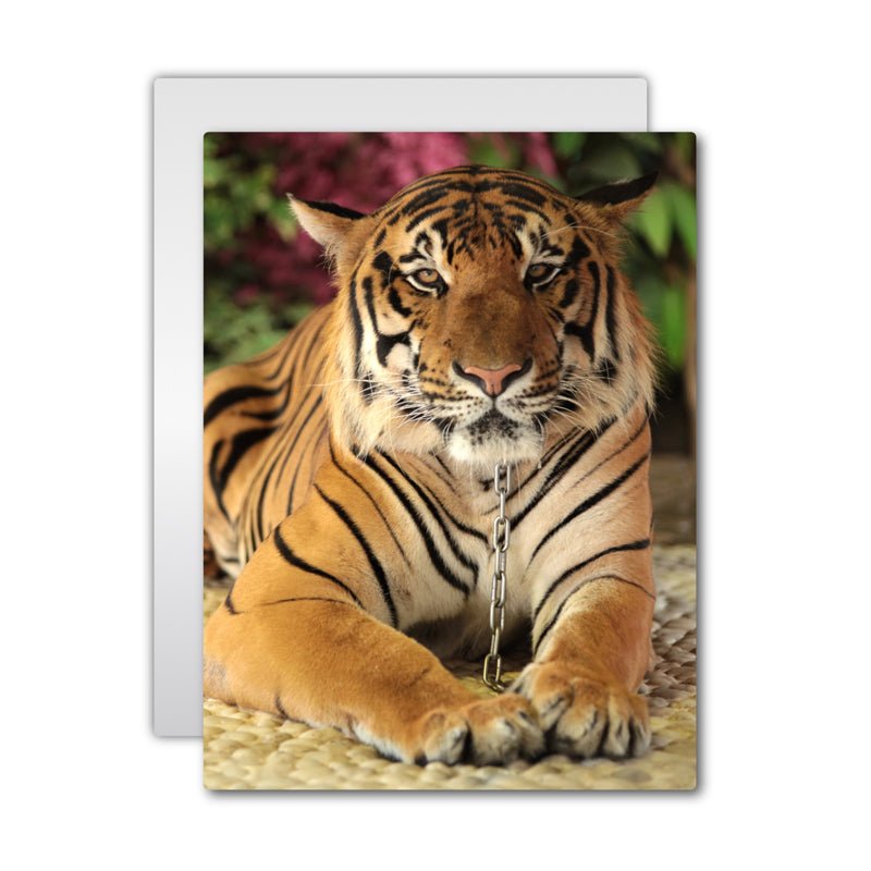 ChromaLuxe® Alu - Fototafel weiß glänzend, 150 x 200 mm - Drucksaal